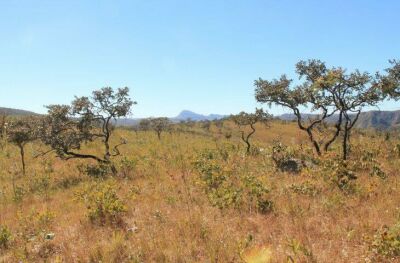 Imagem da notícia Mato Grosso do Sul é reconhecido para gerar e comercializar 86 milhões de toneladas de carbono no Cerrado